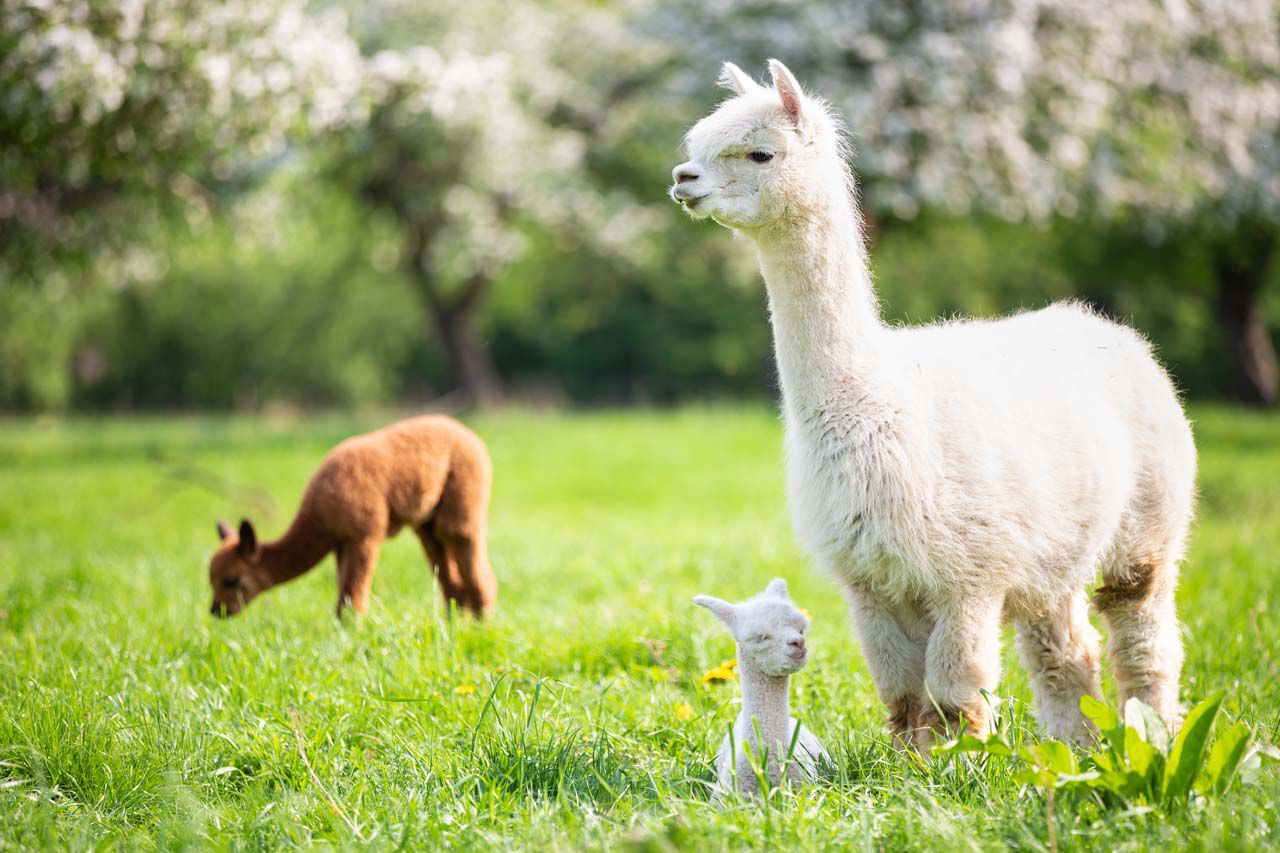 alpaca verzorging - advies welkoop